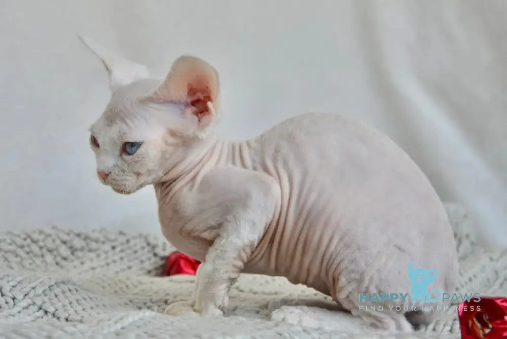 Odri Devon Rex female white live animals
