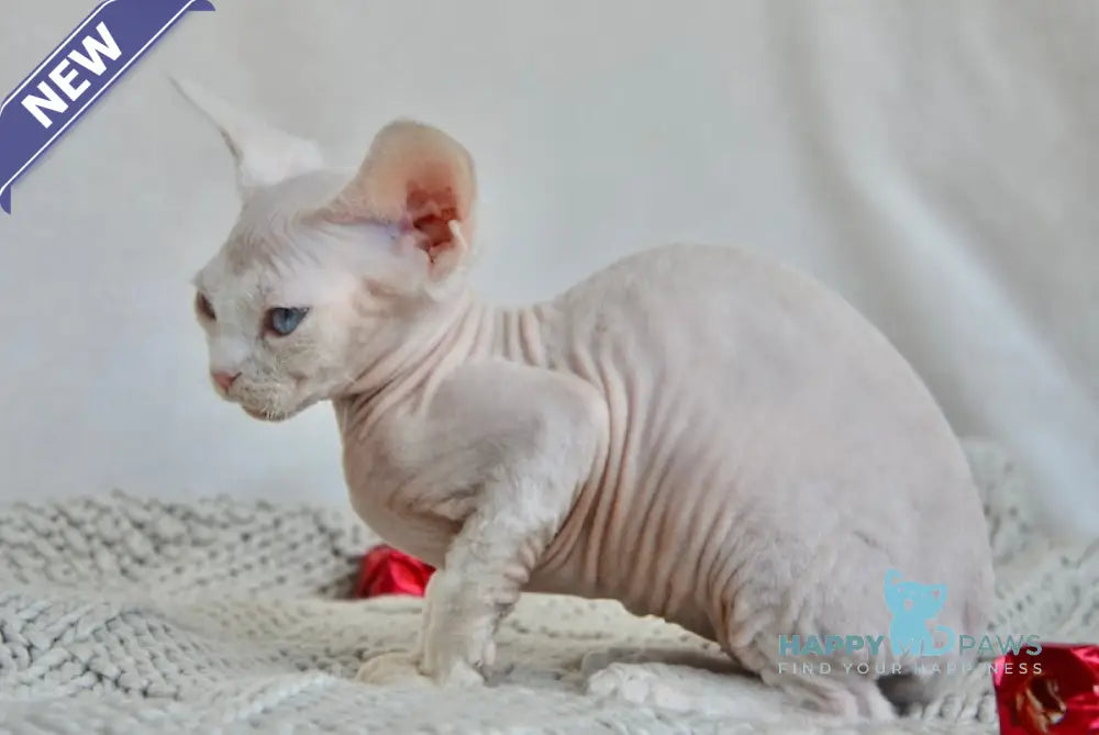 Odri Devon Rex female white live animals