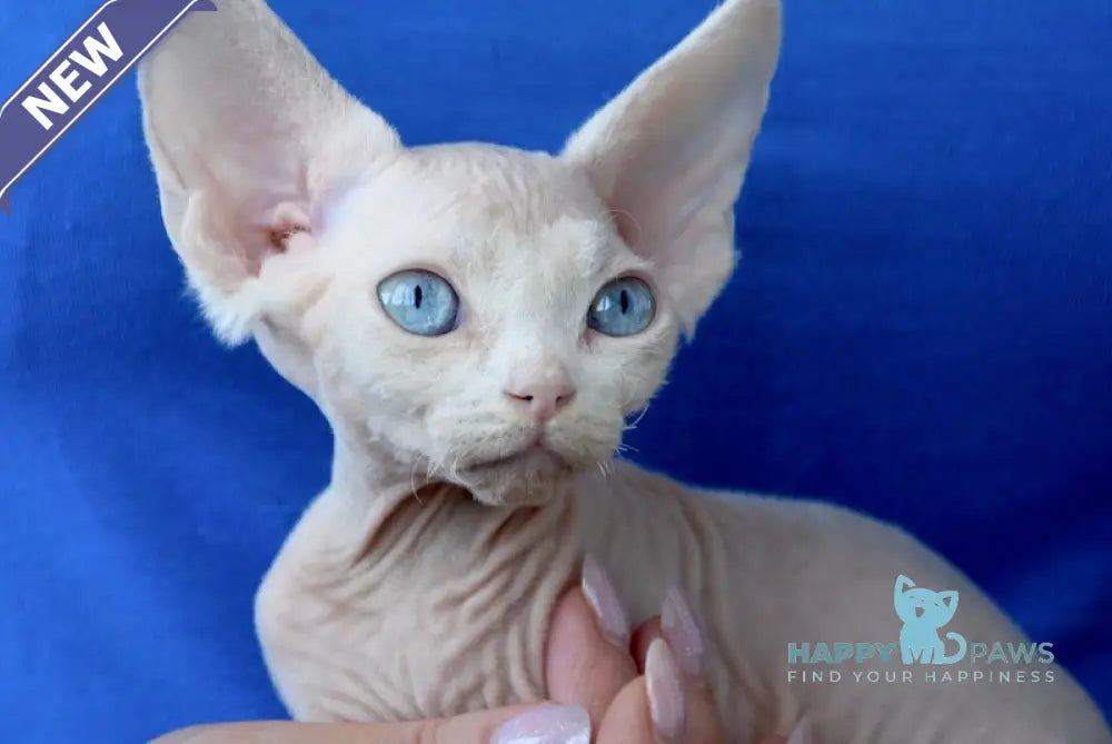 Odri Devon Rex female white live animals