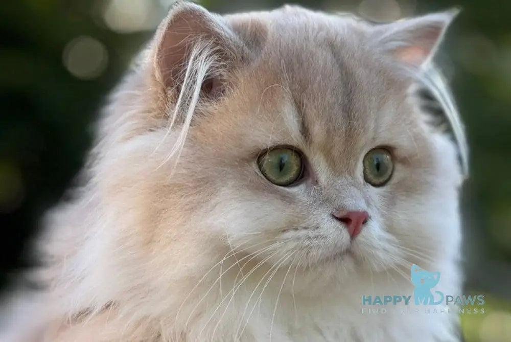 Odri Scottish Straight female lilac golden shaded live animals