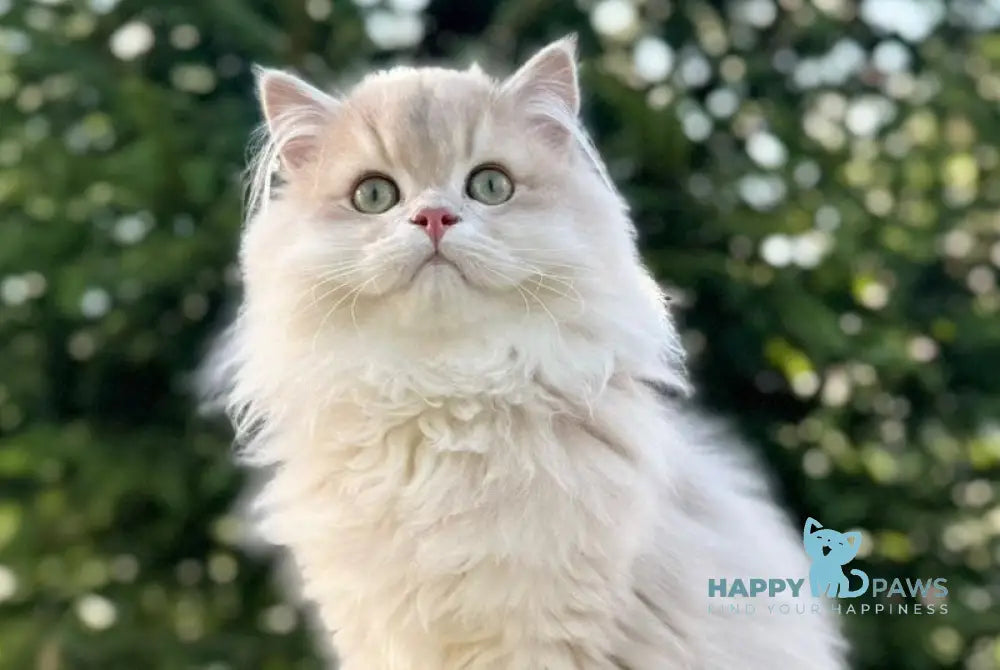 Odri Scottish Straight female lilac golden shaded live animals