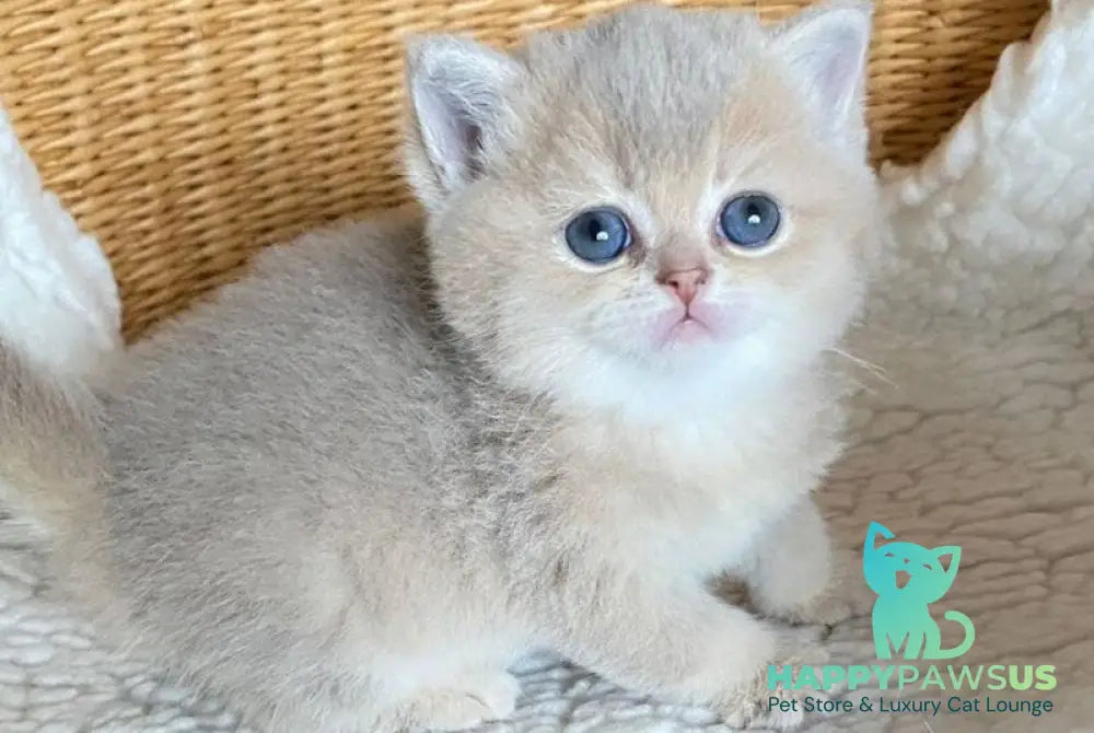 Odry British Shorthair female lilac golden shaded live animals