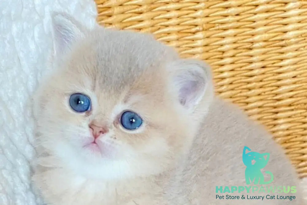 Odry British Shorthair female lilac golden shaded live animals