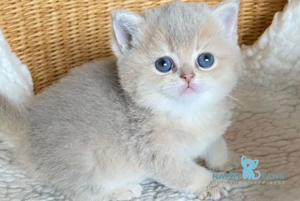 Odry British Shorthair female lilac golden shaded live animals