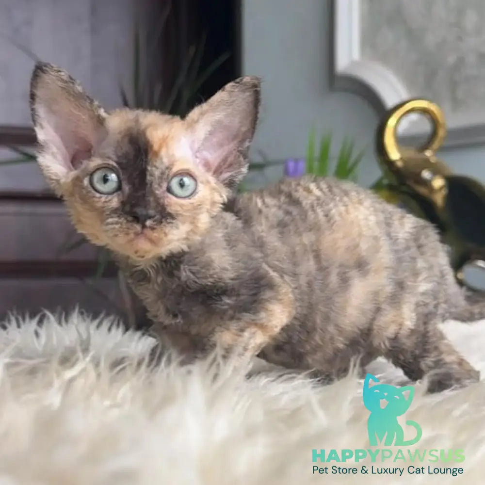 Odry Devon Rex female black tortie