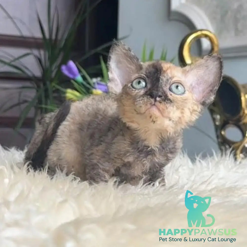 Odry Devon Rex female black tortie