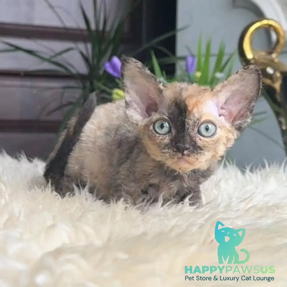 Odry Devon Rex female black tortie