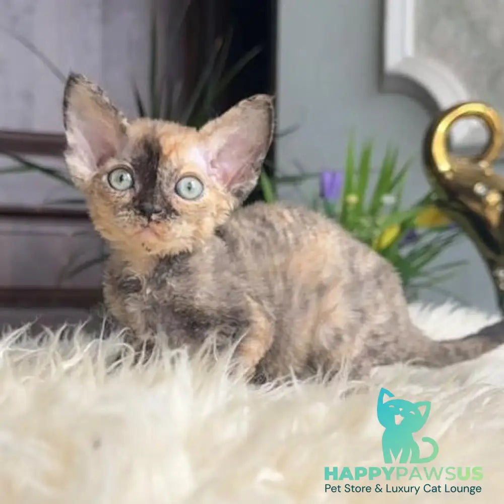 Odry Devon Rex female blue tortie - live animals