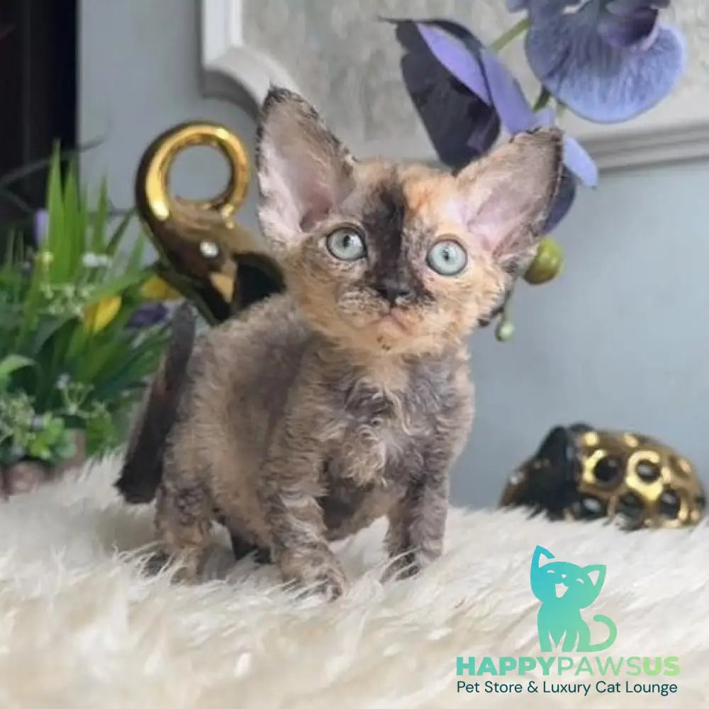 Odry Devon Rex female blue tortie - live animals