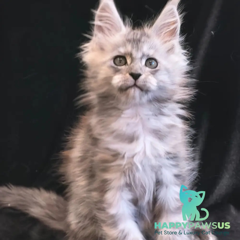 Odry Maine Coon polydactyl 6x6x6x6 female black silver - live animals