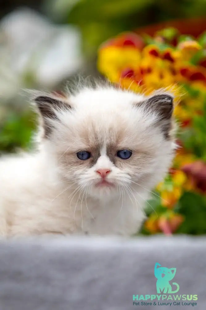 Odry Ragdoll female seal mitted - live animals