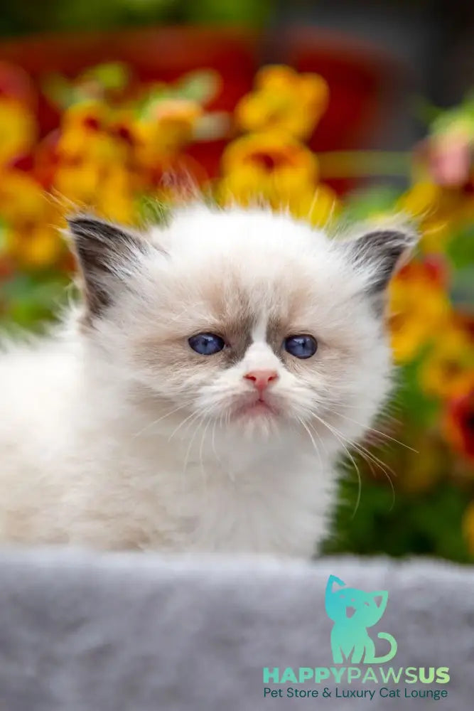 Odry Ragdoll female seal mitted - live animals