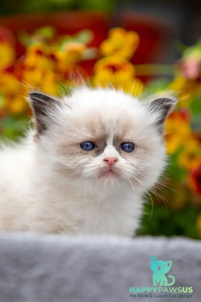 Odry Ragdoll female seal mitted - live animals
