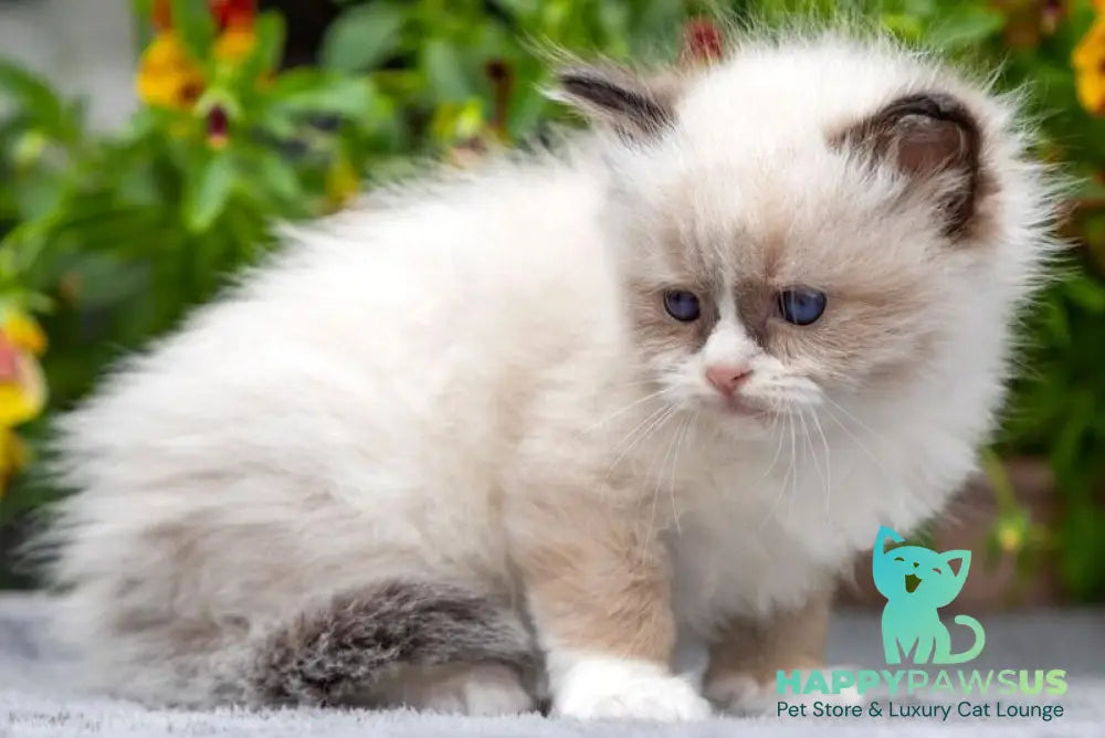 Odry Ragdoll female seal mitted - live animals