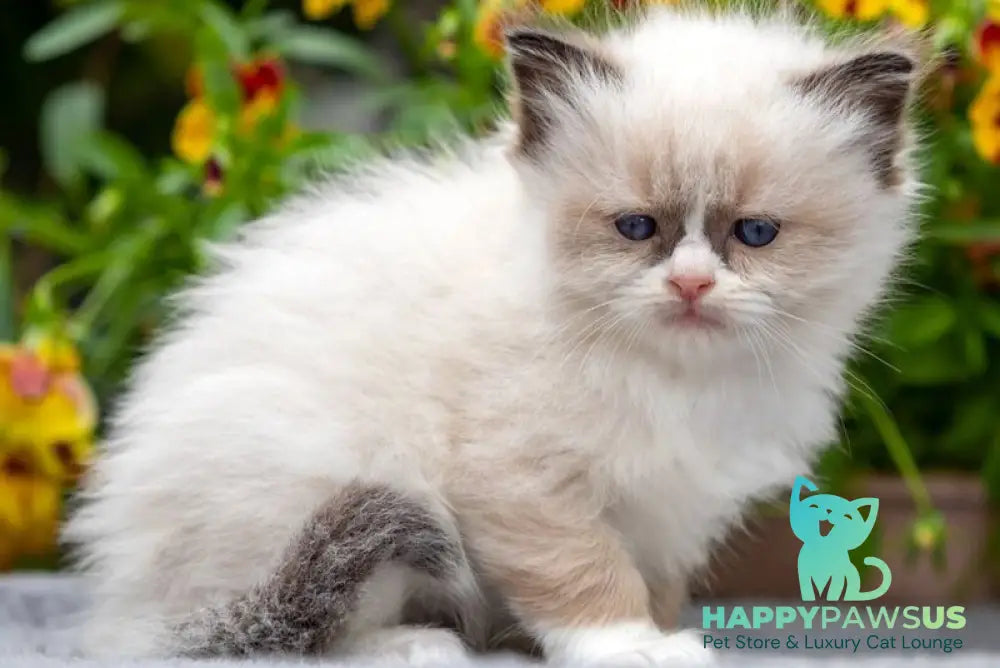 Odry Ragdoll female seal mitted - live animals
