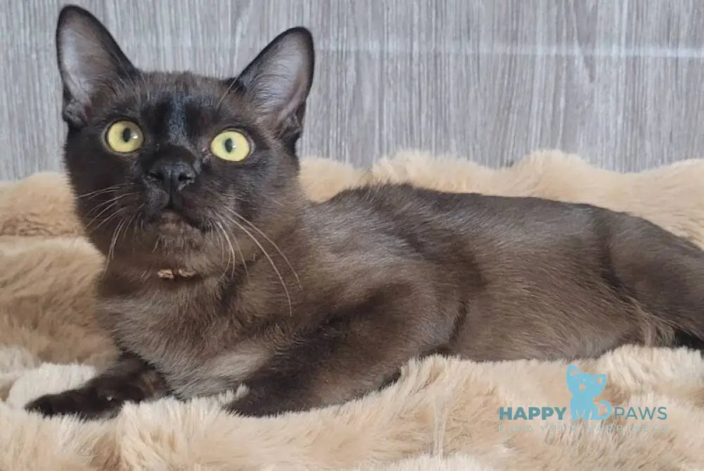 Odysseus Burmese male black live animals