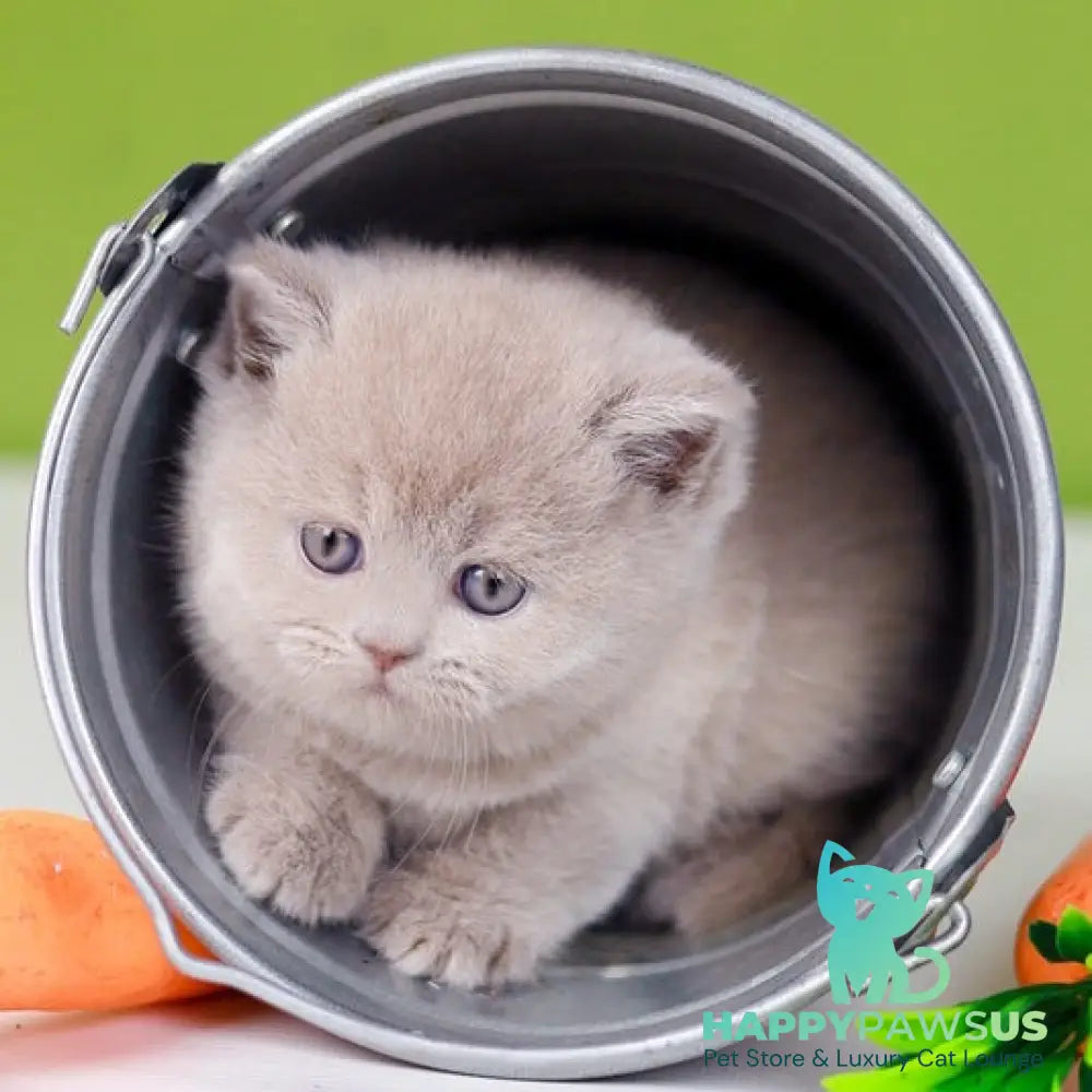 Ofelia British Shorthair female lilac - live animals
