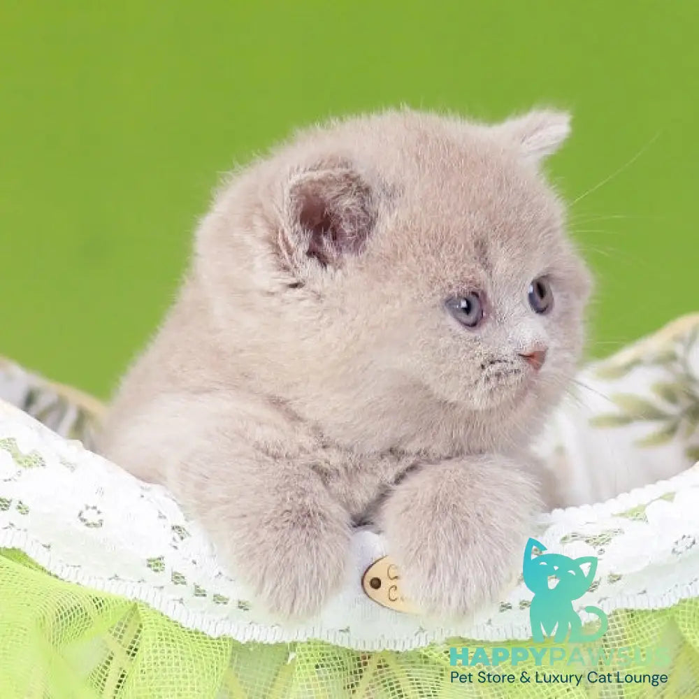 Ofelia British Shorthair female lilac - live animals