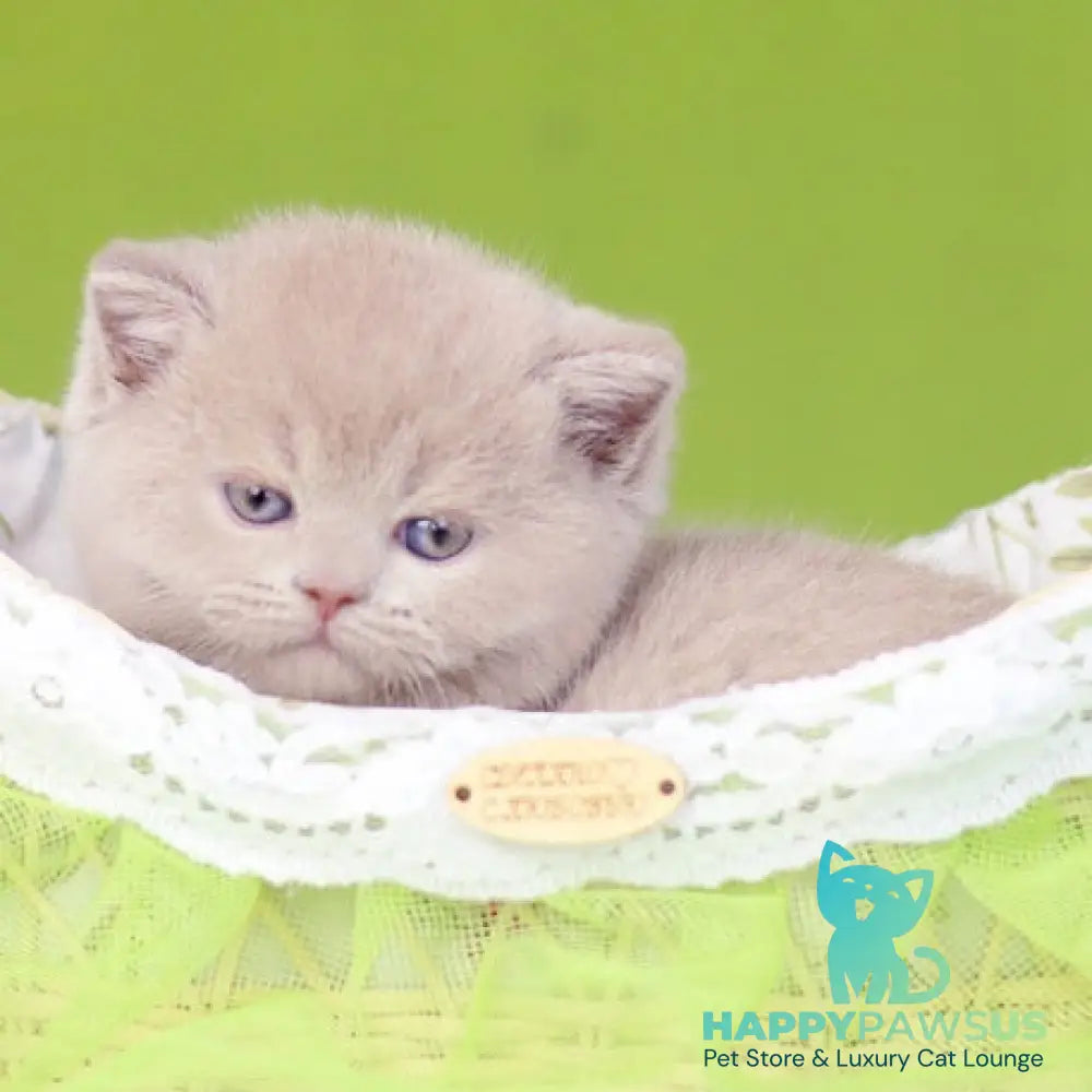 Ofelia British Shorthair female lilac - live animals