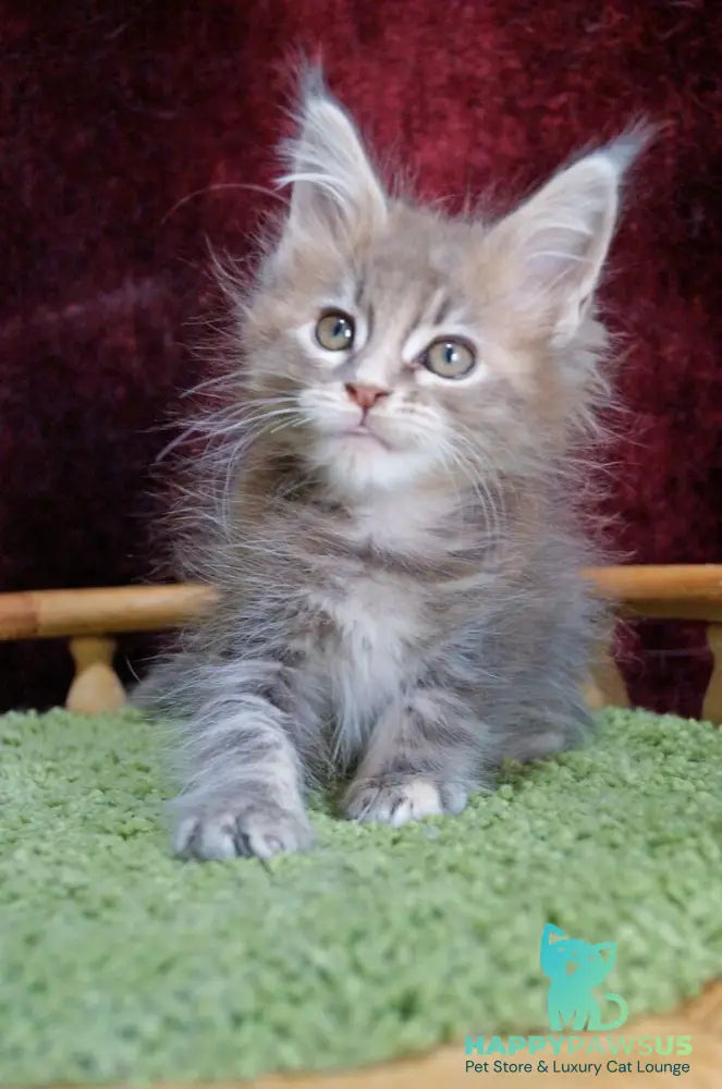 Ofeliya Maine Coon female blue tortie silver tabby - live animals