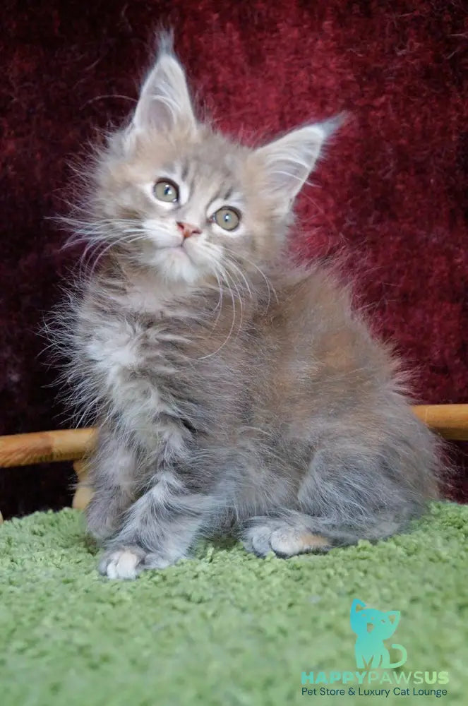 Ofeliya Maine Coon female blue tortie silver tabby - live animals
