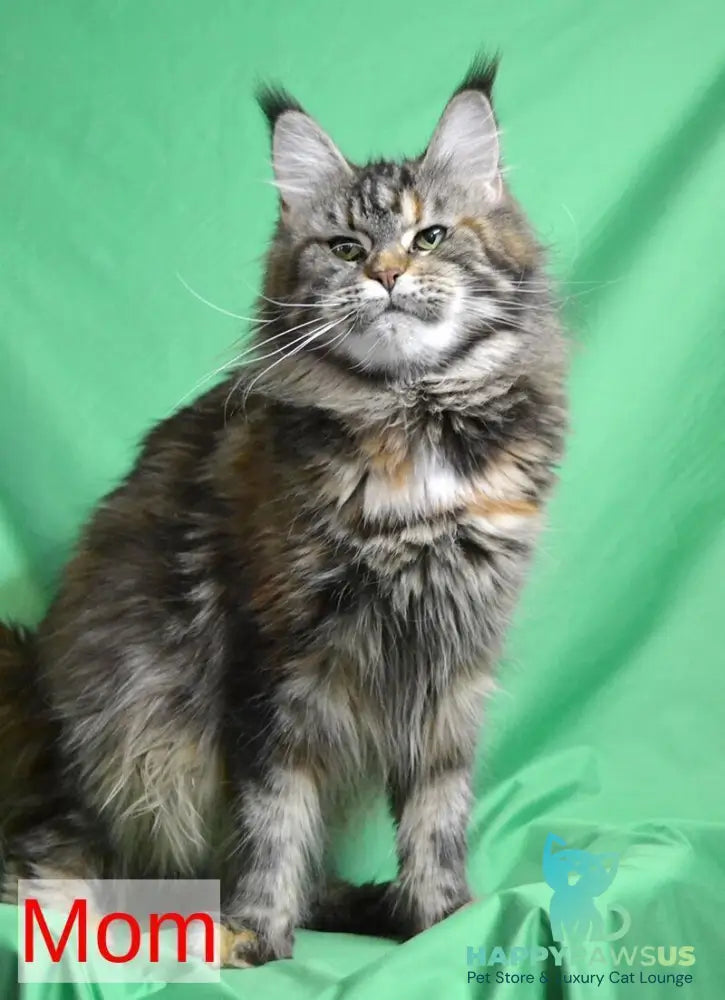 Ofeliya Maine Coon female blue tortie silver tabby - live animals