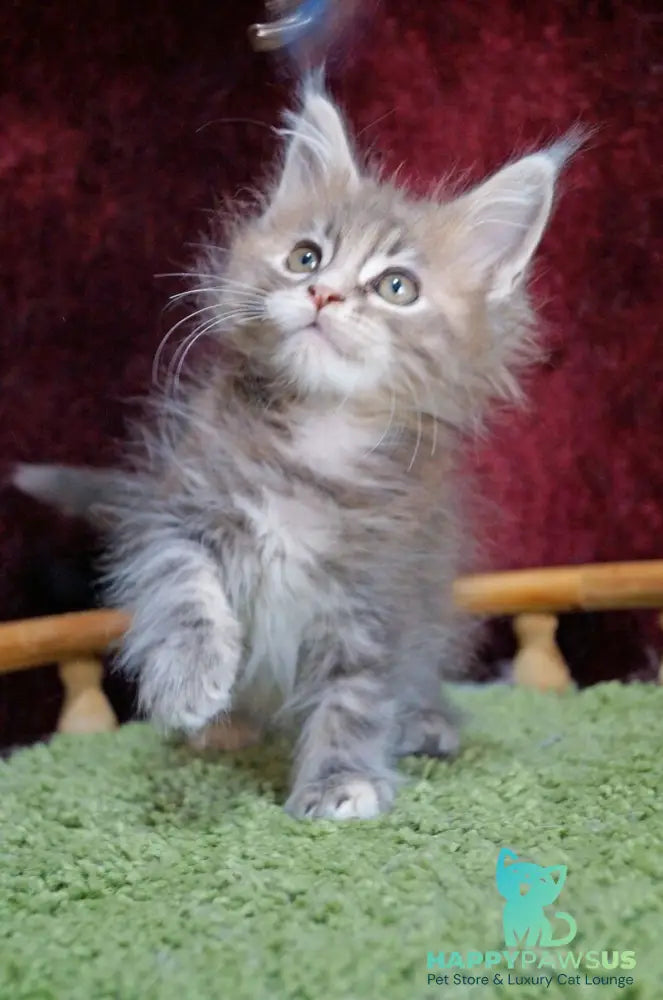 Ofeliya Maine Coon female blue tortie silver tabby - live animals