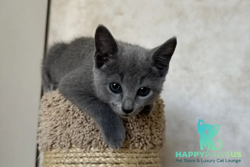 Oggy Russian Blue male blue - live animals
