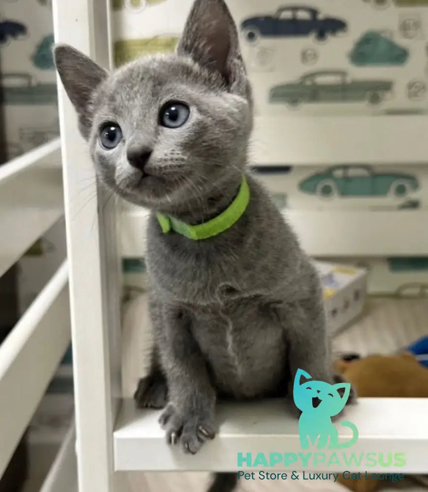 Oggy Russian Blue male blue - live animals