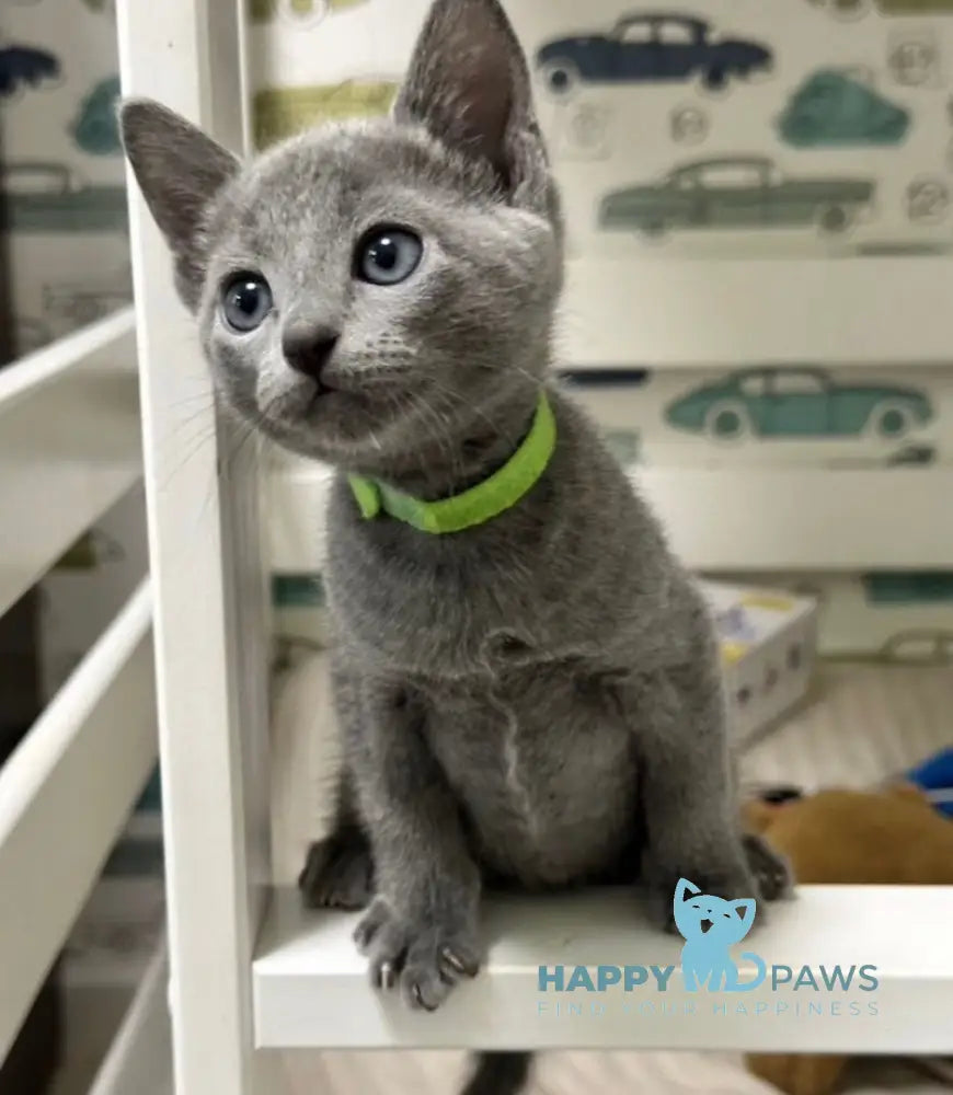 Oggy Russian Blue male blue - live animals