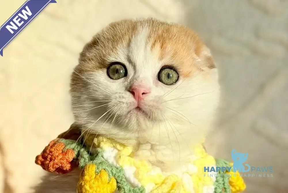 Ogi Scottish Fold male black golden spotted tabby bicolour live animals