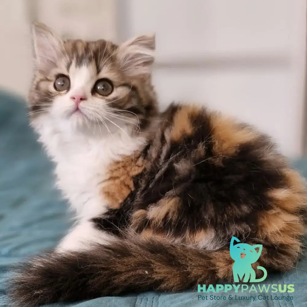 Оgirl Scottish Straight female black tortie tabby bicolour - live animals