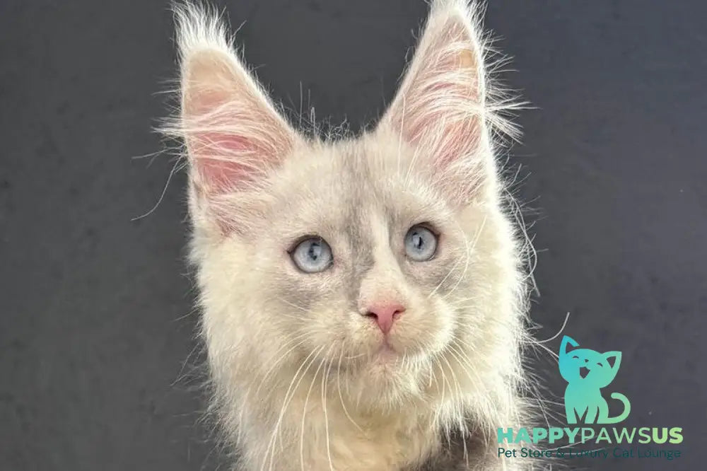 Ogracio Maine Coon male blue silver with white live animals