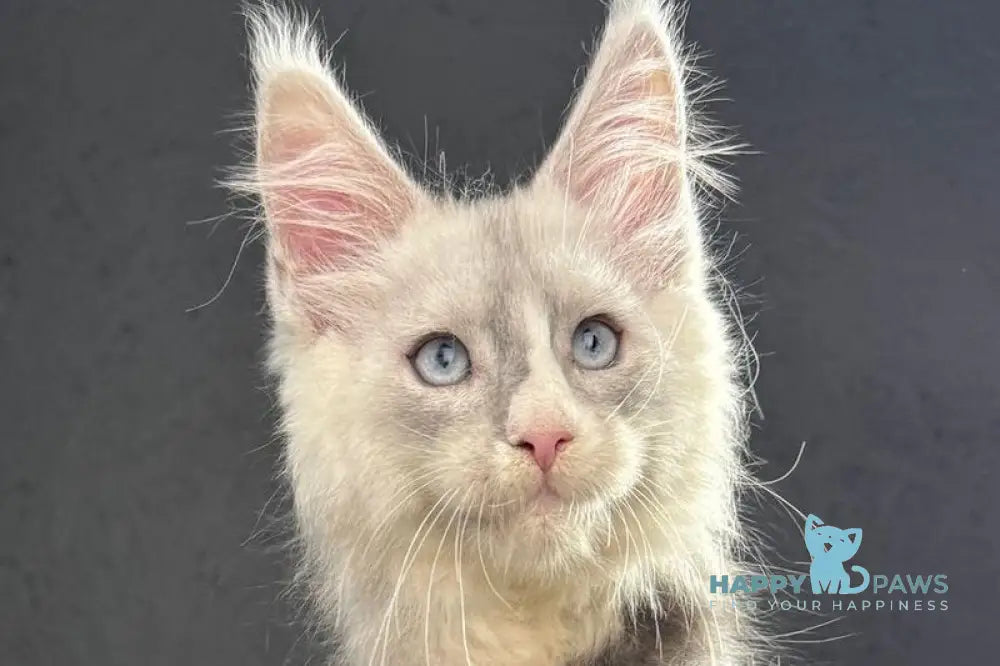 Ogracio Maine Coon male blue silver with white live animals