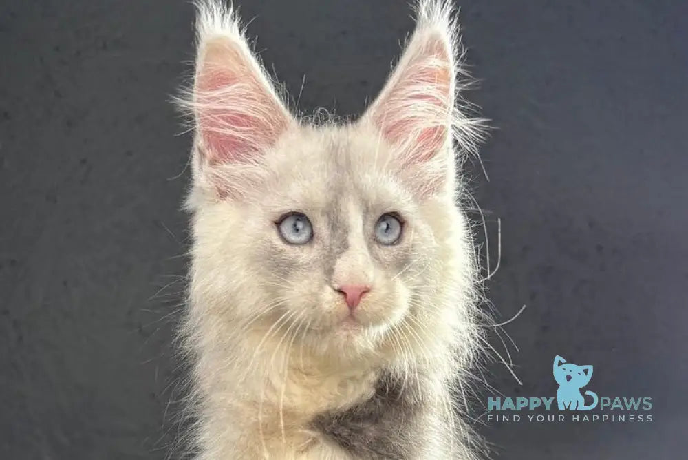 Ogracio Maine Coon male blue silver with white live animals