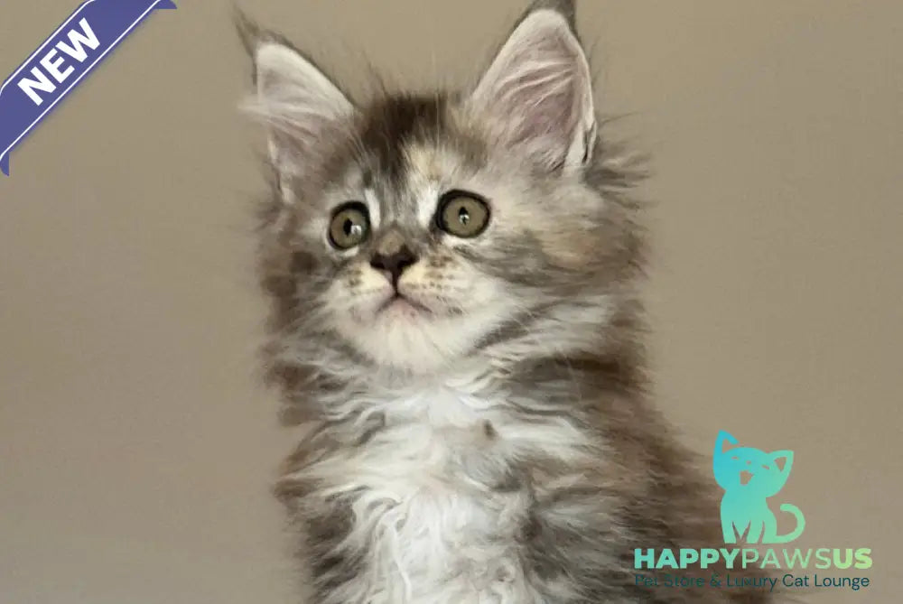 Ohana Maine Coon female blue tortie with white tabby - live animals