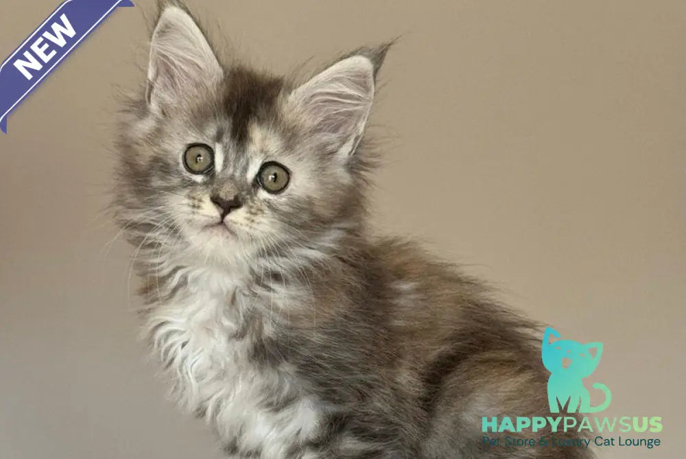 Ohana Maine Coon female blue tortie with white tabby - live animals