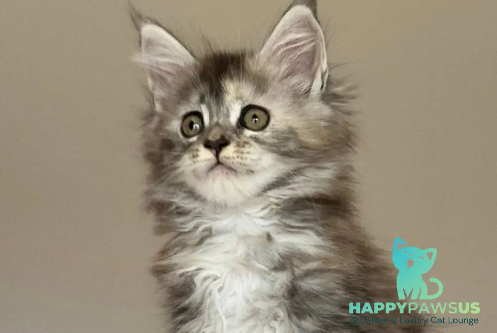 Ohana Maine Coon female blue tortie with white tabby - live animals