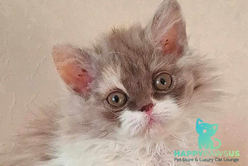 Ohara Selkirk Rex female cinnamon tortie bicolour live animals