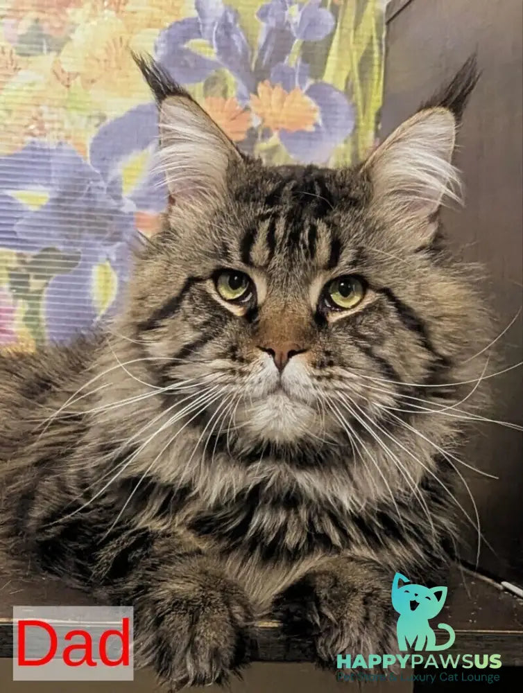Oira Maine Coon female black tabby live animals