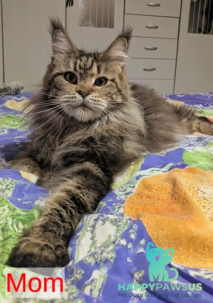 Oira Maine Coon female black tabby live animals