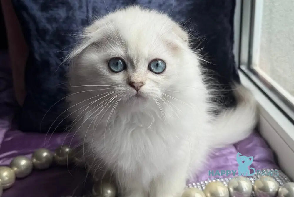Okito Scottish Fold male blue golden shaded pointed live animals