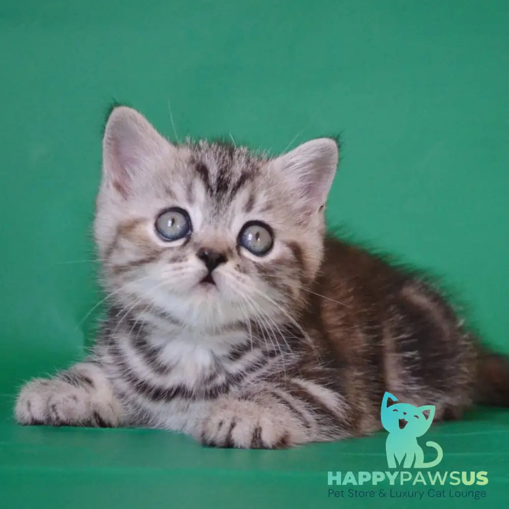 Ola Scottish Straight female black tortie silver tabby - live animals
