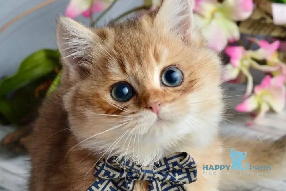 Olaf British Shorthair male black golden shaded live animals