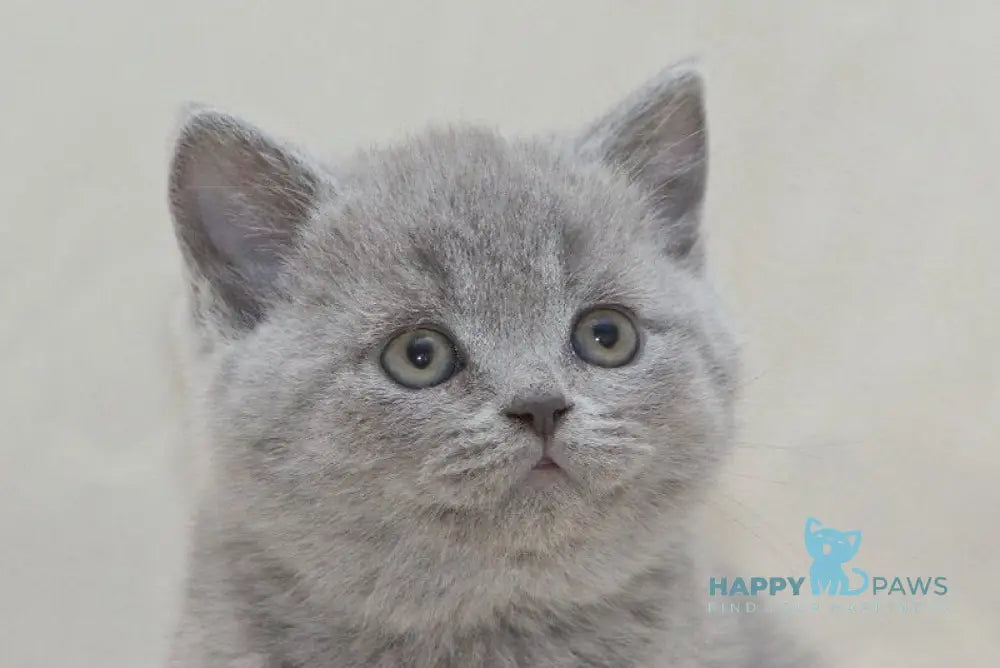Olaf British Shorthair male blue live animals