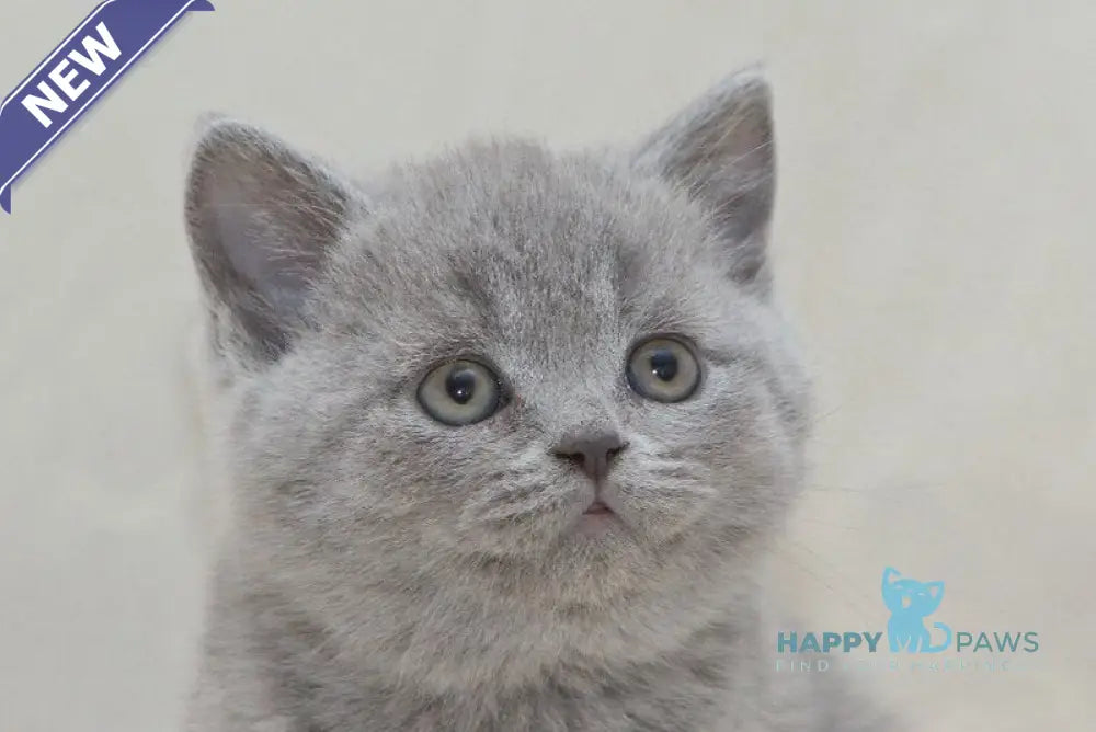 Olaf British Shorthair male blue live animals