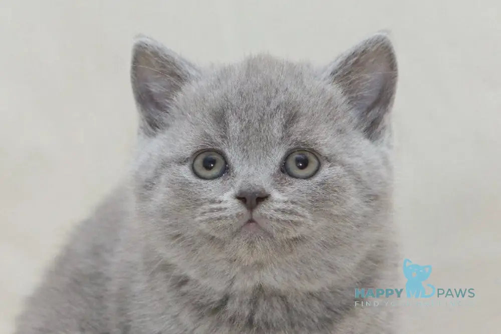 Olaf British Shorthair male blue live animals