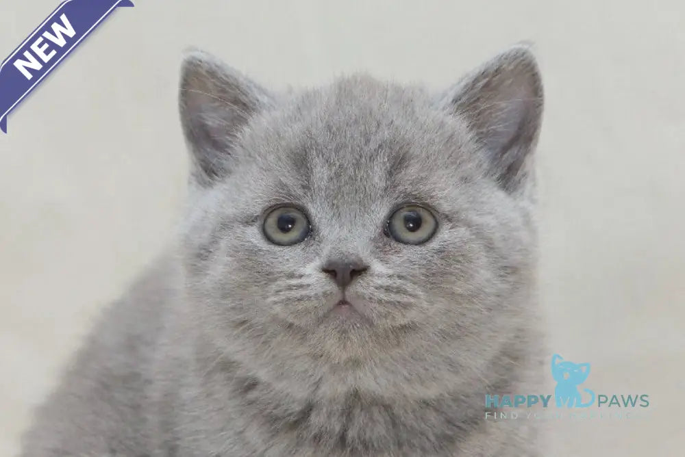 Olaf British Shorthair male blue live animals