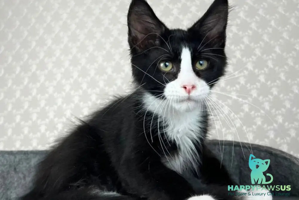 Olaf Maine Coon male black bicolour - live animals