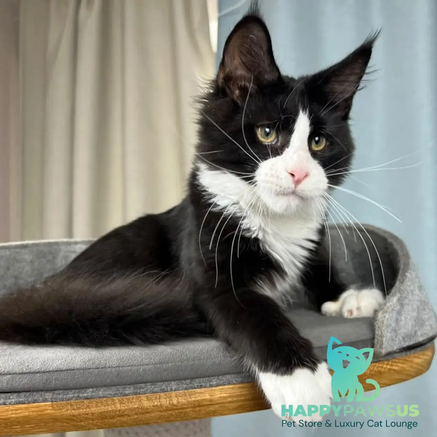Olaf Maine Coon male black bicolour - live animals